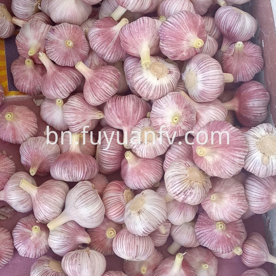 2019 New Crop Normal White Garlic